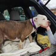 Senior Dog Abandoned at Shelter Lives Out Last Days with a Bucket List