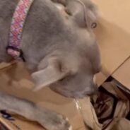 Senior Shelter Dog Who Spent Her Whole Life On The Streets Receives Sweet Gift From Chewy