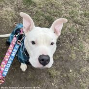 Shelter Dog Smiles Every Time Someone Calls Her Pretty