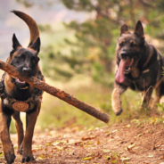 Shelter Puts Out Plea To Find The Perfect Forever Home For Two Bonded German Shepherds