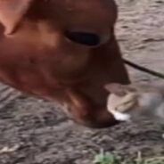 Size Doesn’t Matter in Friendship: Cow and Cat Show the World that They’re Best Buddies