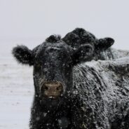 Stranded Cows in California Benefitting From “Operation Hay Drop”