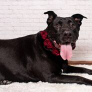 Sweet ‘Couch Potato’ Lab Mix Still Waiting for Forever Home After Two Years with Rescue