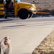 Sweet Golden Retriever Walks Girl To The Bus Every Day For School