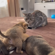 Sweet Puppy Attempts To Win The Heart Of Disinterested Cat