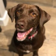 Sweet, Smart, & Fun Chocolate Lab with Personality Described as “Delightful” in Need of Rescuing