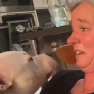 Sweet Staffordshire Terrier Wins Grandma’s Heart And Becomes Family Favorite