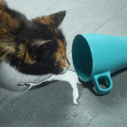 The #1 Way to Stop a Cat Drinking from YOUR Water Cup!