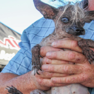 The 2023 “World’s Ugliest Dog” Competition Is Officially Underway