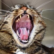 The Most Common Disorder Among Cats is Gum Disease, and it’s No Laughing Matter