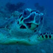 This Diver Shared a Remarkable Moment with a Sea Turtle Who Approached Him for Help