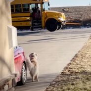 This Sweet and Protective Family Dog Guides a Little Girl to Her School Bus Every Day