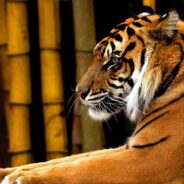 Tiger Population in Thai Wildlife Sanctuary Sees Increases for the First Time in 30 Years