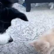 Timid Border Collie Overcomes Fear Of Kittens To Become The Best Foster Mom