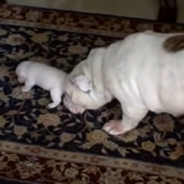 Tiny Bulldog Puppy Throws Massive Tantrum For Mom