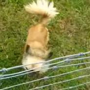 Tiny Rescue Chihuahua Herds Sheep With The Skills Of A Border Collie