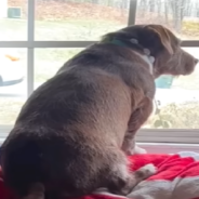 True Love: Dog Can’t Stop Looking For The Neighbor’s Pitbull Out The Window