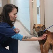 Two Dogs Arrive at Shelter with Rare and Deadly Disease