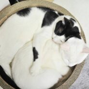 Two Senior Cats Become Smitten with Each Other