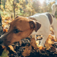 Use Nose Work for a Happy, Active Dog