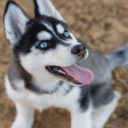 Vet Tech Shares “Warning Labels” She’d Give To Different Dog Breeds