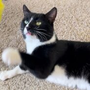 Wary Tuxedo Kitty Saved From Streets is Ready for a Forever Home