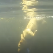 Water-Loving Labrador Gets His Dream Trip To The Water Park