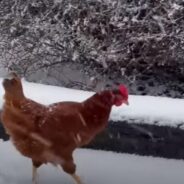 Weatherman Builds a Friendship with The Chicken He Rescued Amidst a Blizzard