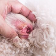 What Causes Dry Skin on Dog Ears and How to Treat It