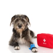 What’s in a Dog First-Aid Kit?