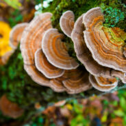 What’s so Special About Turkey Tail Mushrooms for Dogs?