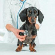 What’s the Best Cancer Treatment Plan for Your Dog?