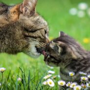 When Woman Goes on Mental Health Break From Work, Stray Cat and Kittens Show Up at Her Home