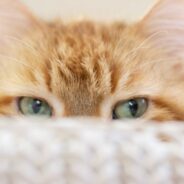 Why Is My Cat Throwing Up? How To Help Ease A Cat’s Uneasy Stomach