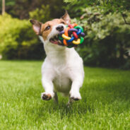 Why Play Is So Important for Dogs