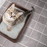 Why Your Cat Is Peeing Outside the Litterbox