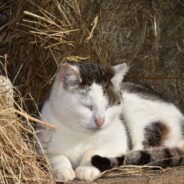 ‘Wild’ Apartment Complex Stray Finally Finds Home in One of the Units