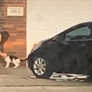 Woman Watches Neighbor Move Out And Abandon Their Sick Cat