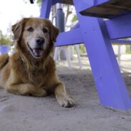 100 Golden Retrievers to Cross Boston Marathon Finish Line Day Before Race