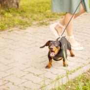 14 Tips to Help a Leash Reactive Dog