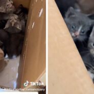 22 Tiny Kittens Abandoned Outside Texas Veterinary Office Without Their Mothers