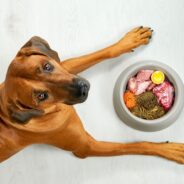 3 Raw Dog Food Diets and How to Get Started