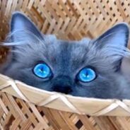 A Cat Mesmerizes The Internet With Her Stunning and Surreal Blue Eyes