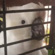 A Cockatoo Went Through a Healing Journey with The Help of His New Family