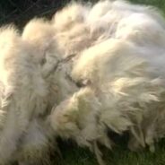 A Dog with 33 Pounds of Fur Was Given a Makeover After Rescuers Found Him in a Barn