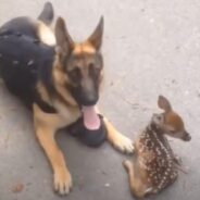 A Little Fawn Lost His Way Home and Found Companion in a Loving German Shepherd