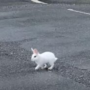 A Man Meets a Roommate, Family, and Best Bud in The Form of a Precious Rabbit