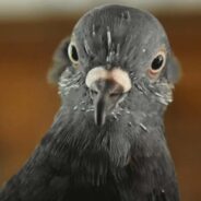 A Man Received a Precious Pigeon from His Dad Who Became His Best Bud