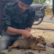 A Puppy’s Cry For Help Answered By Hardworking Rescuers