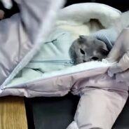 A Woman in Russia Was Busted for Using a Cat Dressed Like a Baby as a Drug Mule